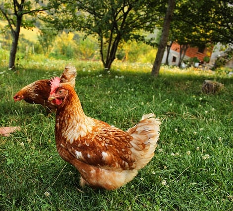 Chicken_Litter_Analysis__How_to_Make_Sense_of_the_Data.jpg