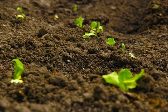 How_To_Improve_Soil_Quality_A_Guide_For_Farm_Managers.jpg