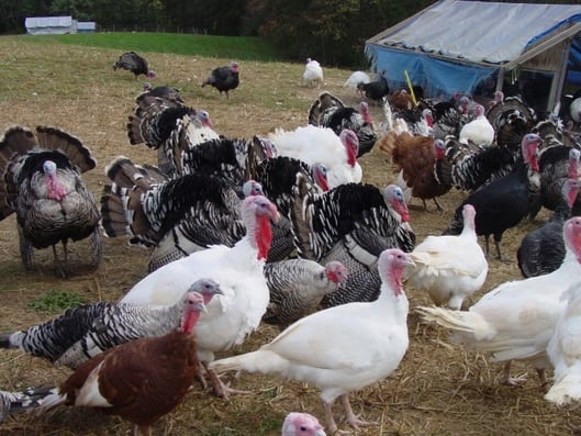 Turkey Litter Available over the Christmas Period.jpg