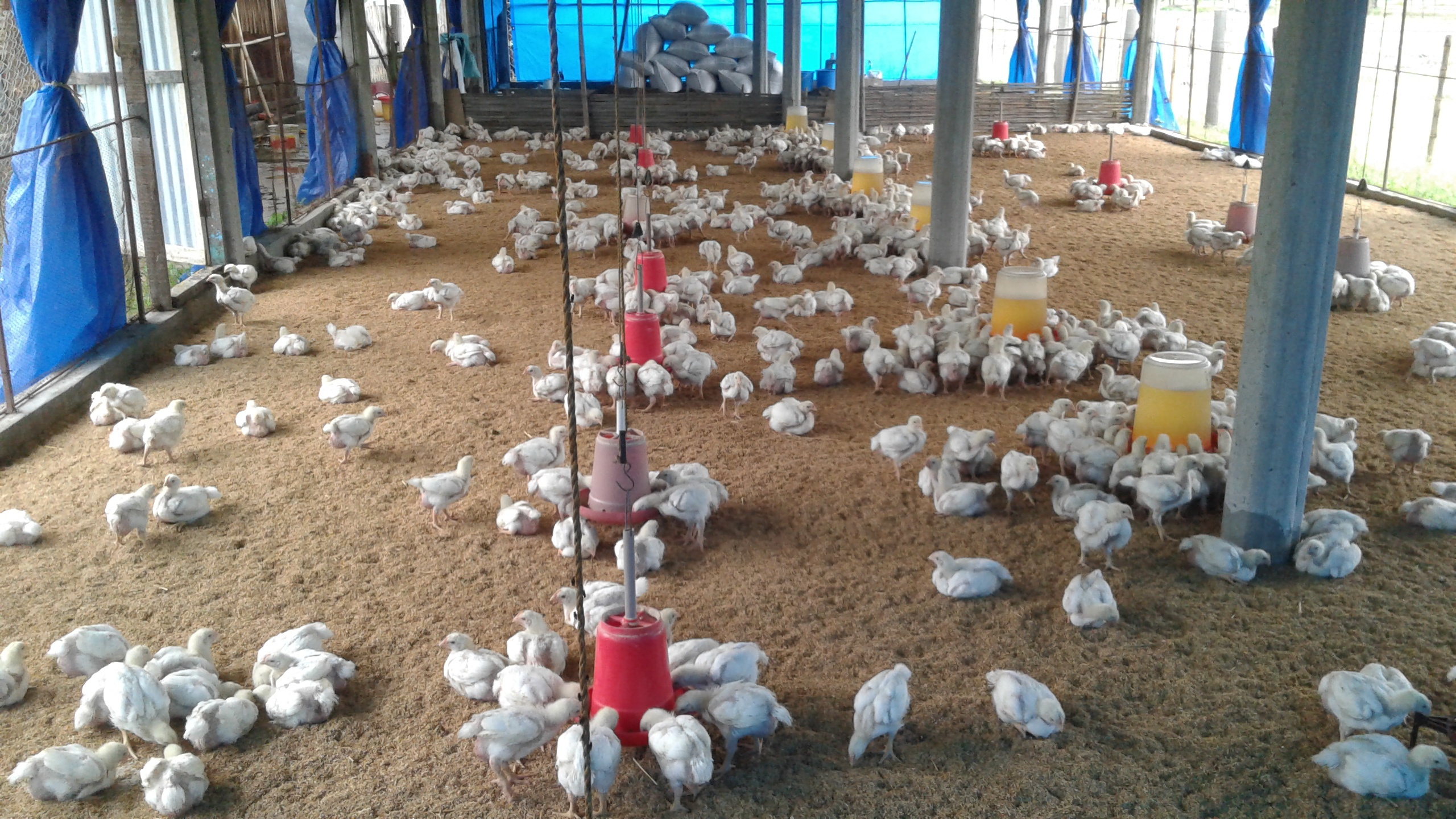 Putting Health & Safety First With Poultry House Cleaning